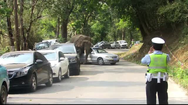 Pagubele facute in 20 de minute de un elefant suparat din China. Imaginile au fost surprinse de martori