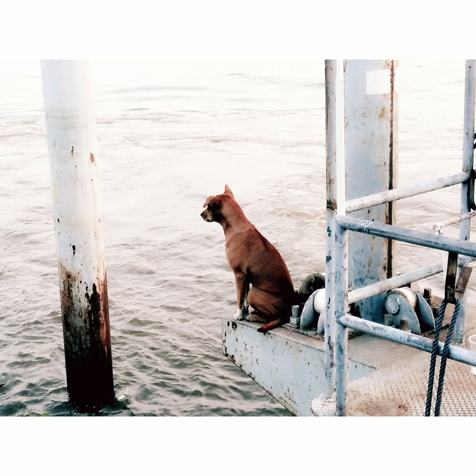 Catelusa care si-a asteptat familia timp de o luna. Ce a urmat a emotionat internetul