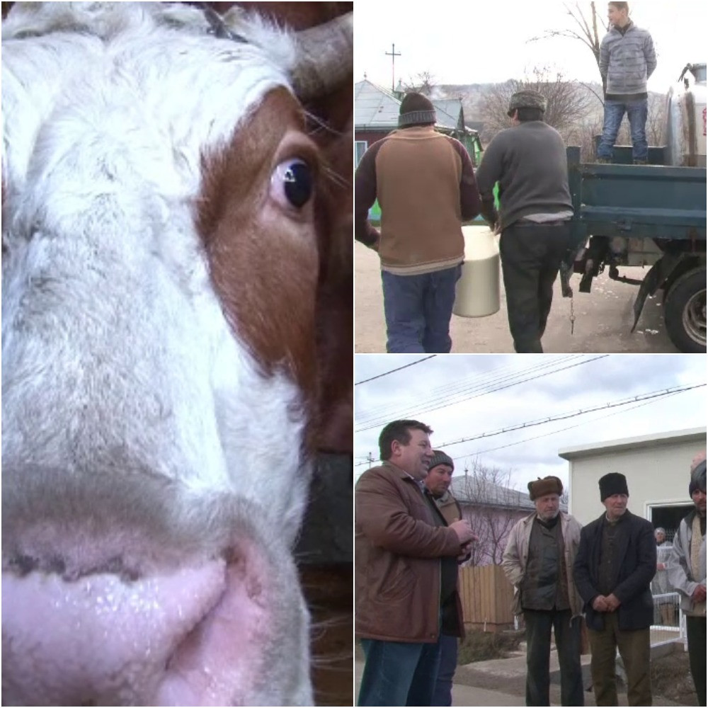 Ideea cu care 230 de fermieri au dat lovitura. Sunt angajati cu carte de munca si au echipamente de ultima generatie