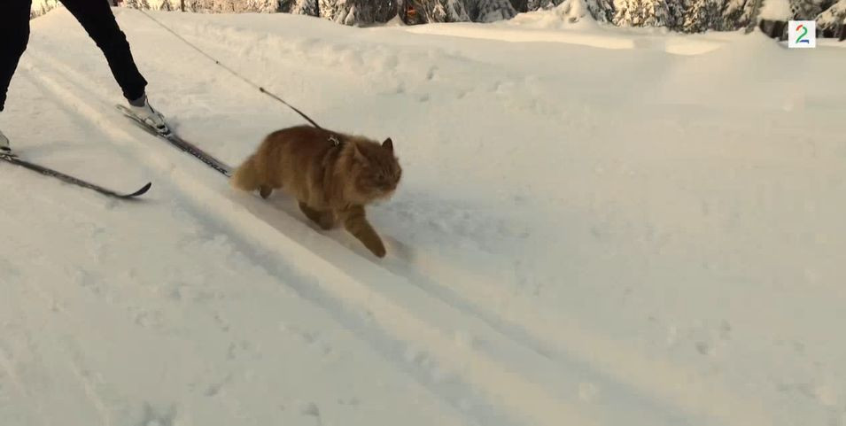 Jasper, motanul schior cu o viata mai aventuroasa decat a unui om. Imaginile care i-au adus celebritatea pe internet