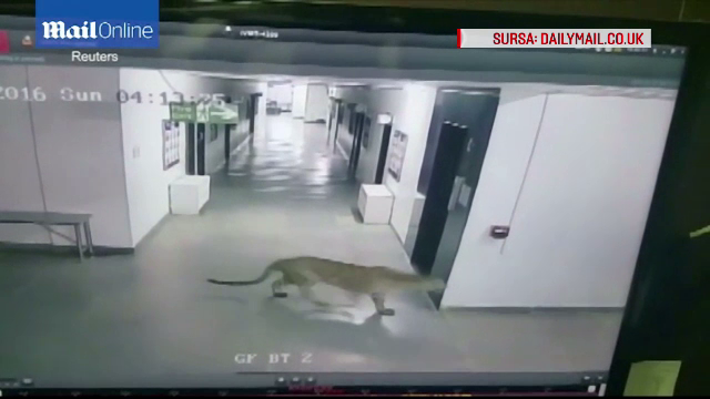 Leopardul care a atacat 5 oameni, intr-o scoala din India, a evadat din nou, dupa ce a ros cusca. Locuitorii sunt ingroziti