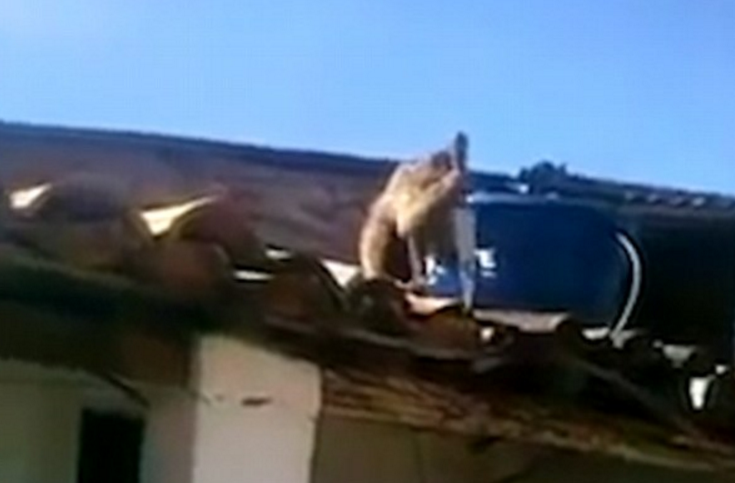 Haos intr-un bar din Brazilia. O maimuta turmentata a pus mana pe un cutit de bucatarie si a inceput sa atace barbatii