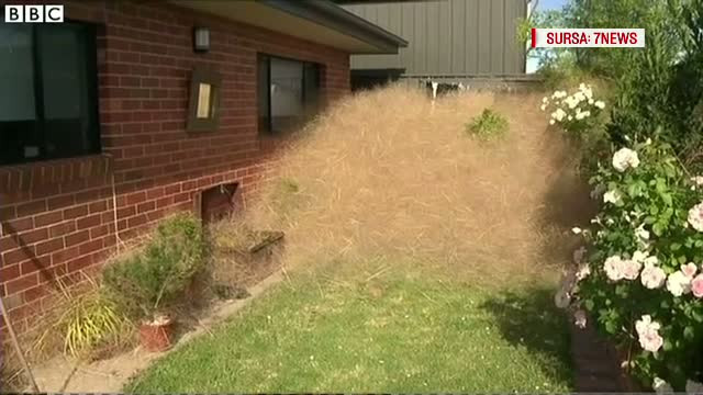 O planta care creste necontrolat a napadit curtile locuitorilor unui oras din Australia. Totul a pornit de la un vecin