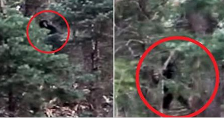 A simtit ca cineva il urmareste. Ce a surprins un fotograf in timp ce se plimba printr-o padure din Utah plimba