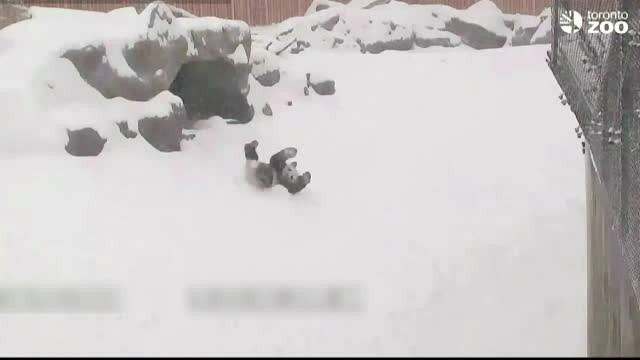 Bucuria in forma pura, asa cum e ea exprimata de un urs panda care a dat de zapada