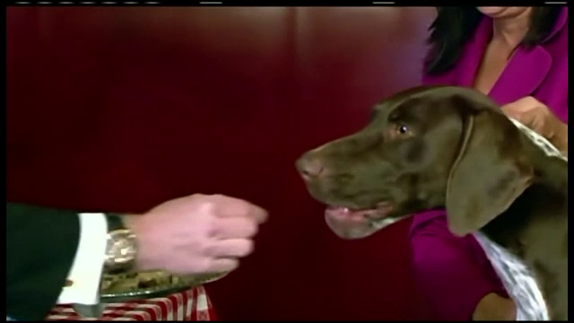 Cainele care are parte de o viata de vedeta. Tratamentul regesc de care s-a bucurat dupa castigarea unei competitii