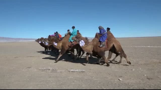 Competitie cu camile in Mongolia. In ce a constat premiul cel mare pentru care s-au luptat sute de copii