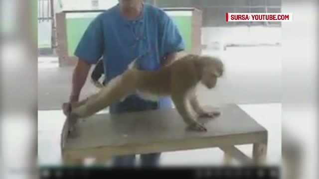 O maimuta care face flotari si abdomene a uimit lumea intreaga. Imaginile au ajuns pe internet