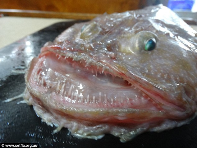 Australienii au mai descoperit "o creatura neobisnuita". Ce reprezinta de fapt pestele ciudat, care a ajuns vedeta online