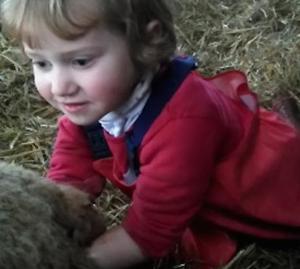 Momentul in care o fetita de 3 ani ajuta o oaie sa nasca un miel sanatos, sub indrumarea mamei sale. VIDEO