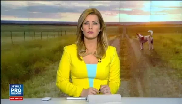 Zeci de caini ucisi cu o pusca de vanatoare, intr-o localitate din Botosani. Cine este principalul suspect al autoritatilor