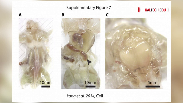 soareci transparenti