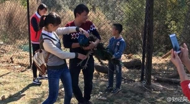Un paun a murit de frica la o gradina zoologica din China. Ce i-au facut vizitatorii inainte de a se fotografia cu el
