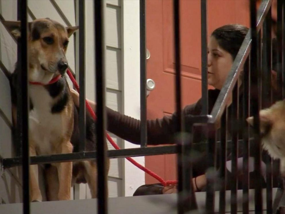 Un caine loial si-a asteptat zilnic, in acelasi loc, stapanul care murise. Ce au descoperit oamenii cand s-au apropiat de el