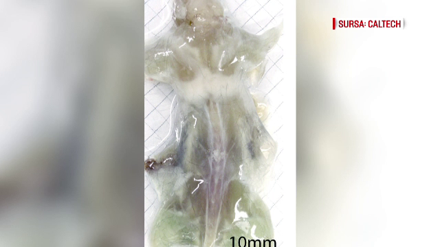 soareci transparenti