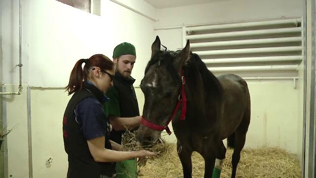 Orasul in care functioneaza singurul spital de cai din Romania. O zi de internare costa 50 de lei, iar padocurile sunt pline