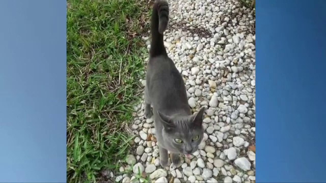 Pisica disparuta in ziua de Craciun, gasita dupa doua luni, la 2.000 km de casa