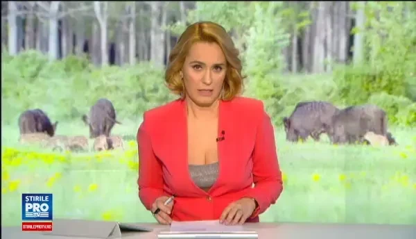 O zona rezidentiala din Capitala, asaltata de porci mistreti. Blocurile sunt construite langa un fond de vanatoare