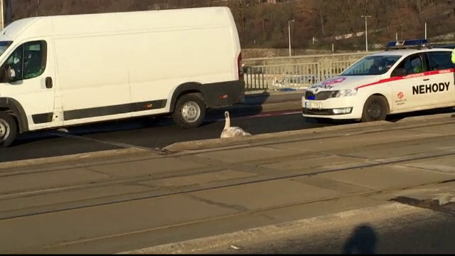 O lebada a dat traficul peste cap, pe un pod din Cehia. Cum a gasit-o un echipaj al politiei dupa cateva ore