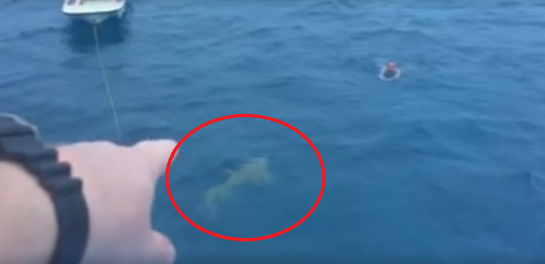 Momentul in care un rechin se apropie de doi inotatori, in ocean. Ce a urmat: VIDEO