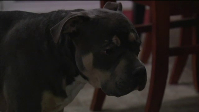 A fost lovit de 13 trenuri, dar a supravietuit in mod miraculos. Cum arata acum cainele unei familii din SUA