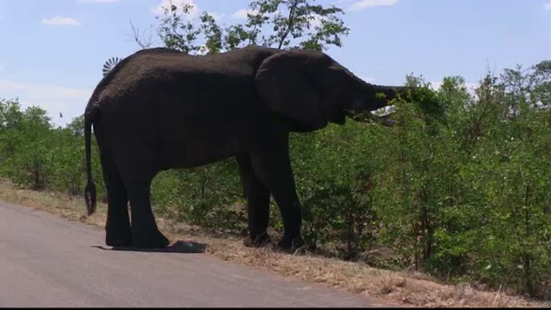 Fructele cu care elefantii din Africa de Sud se "imbata" zilnic. Disperati, localnicii au luat o masura inedita