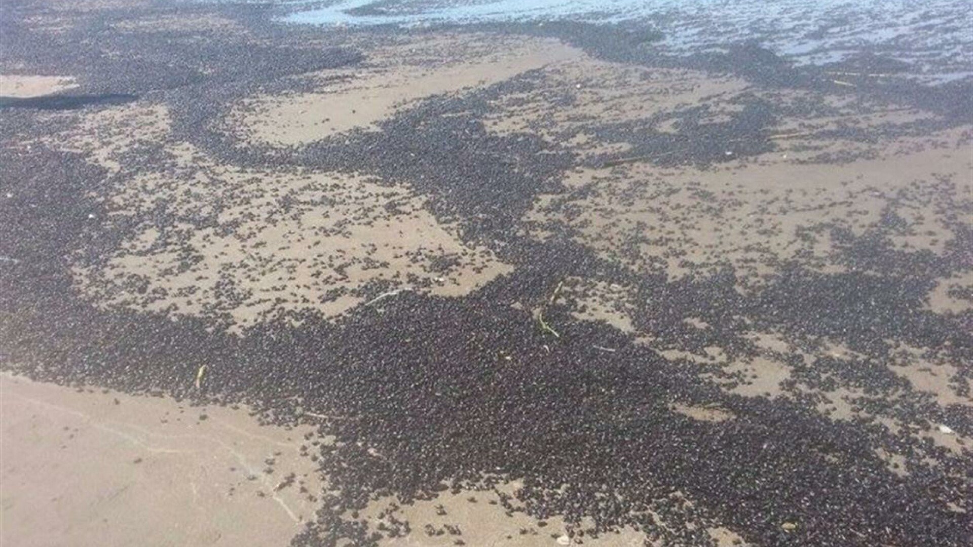 plaja gandaci