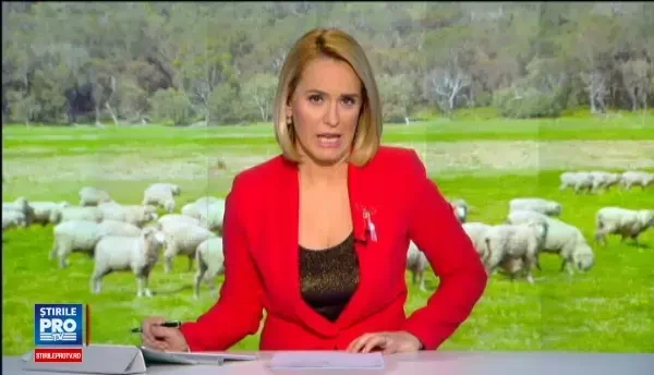 Oaia cu lana roz din Botosani e tot mai cautata. Locul unic in UE unde se fac incrucisari intre exemplare de mai multe culori