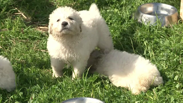 Numar record de pui nascuti de o catea din rasa ciobanesc Maremma. Stapanii fac cu schimbul zi si noapte ca sa ii hraneasca