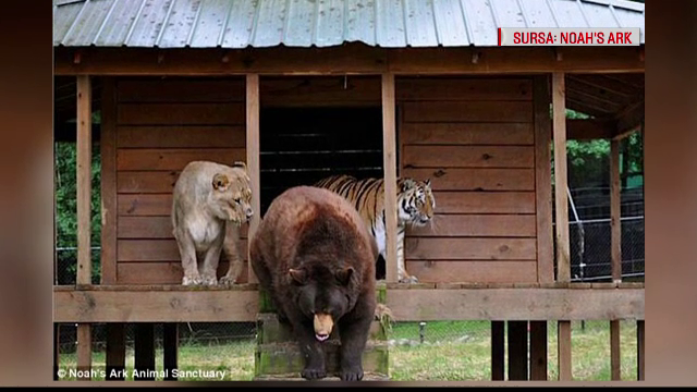 Prietenie neobisnuita intre un leu, un tigru si un urs, care fac totul impreuna. Unde au fost descoperite cele trei animale