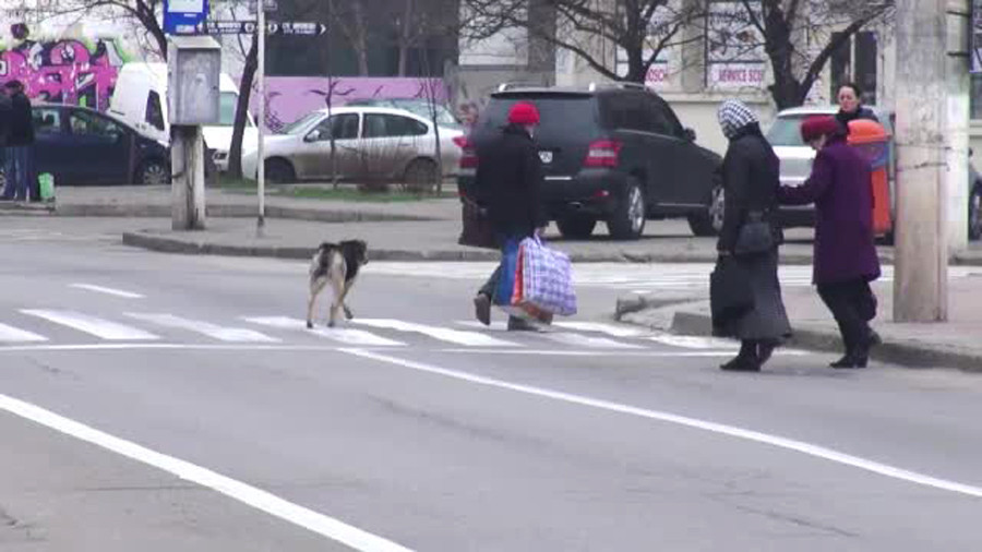 Primaria Galati, buna de plata din cauza ca nu a strans cainii maidanezi. Decizia Curtii de Apel este definitiva