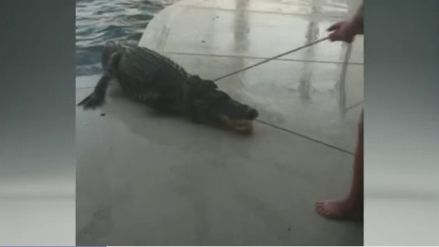 Aligator de trei metri lungime descoperit de un barbat din Florida in piscina. Cum a ajuns reptila in curtea lui