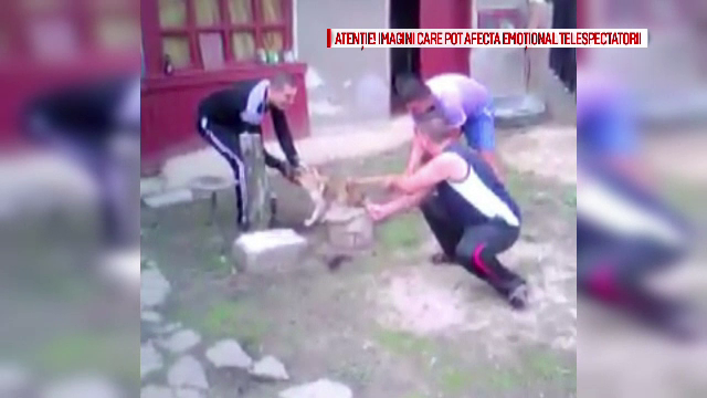 Amenzi si condamnari mai dure pentru cei care tortureaza animale. Astazi, vinovatii sunt pedepsiti doar teoretic