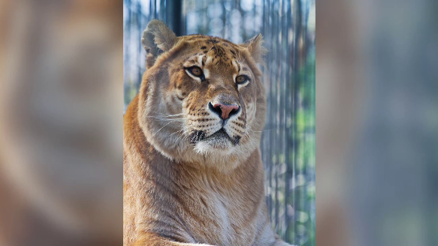 Proiectul comun al cercetatorilor rusi si sud-coreeni. Vor sa cloneze un leu dintr-o specie care a trait acum 12.000 de ani