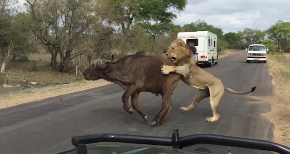 Au vazut moartea cu ochii. Momentul in care un leu sfasie un bivol in fata turistilor, intr-un parc national in Africa de Sud