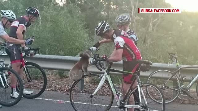 Un ursulet koala a cucerit internetul, dupa ce a fost fotografiat pe bicicleta unui australian. Ce isi dorea ursul