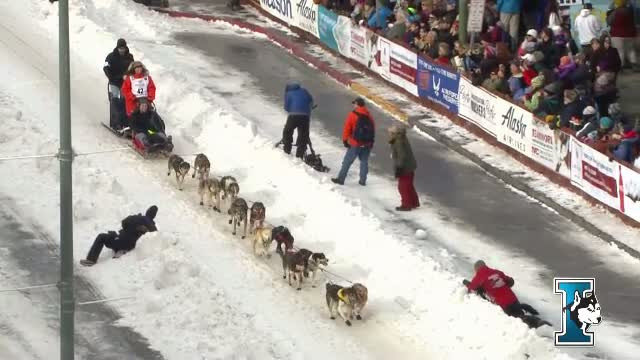 Intrecerea saniilor trase de caini din Alaska, la un pas de-a fi anulata. Lipsa zapezii a devenit o mare problema