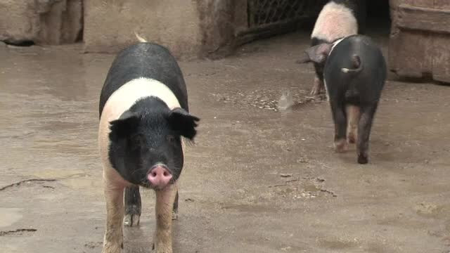 Porcul romanesc moare degeaba. Pretul de import bate gustul autohton: cata din carnea pe care o consumam e produsa in tara