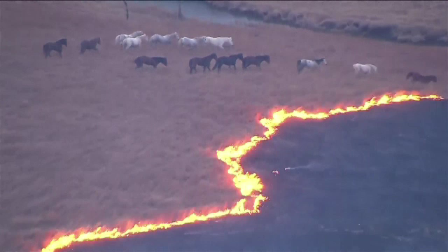 Caii salbatici din Oklahoma, amenintati de un incendiu violent. Motivul pentru care pompierii n-au reusit sa stinga flacarile