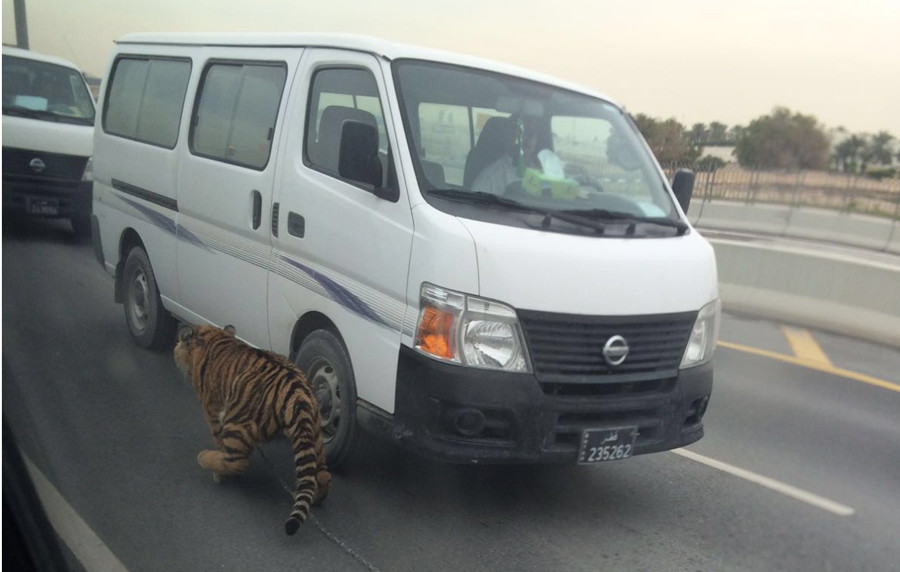 Un tigru a fost filmat plimbandu-se printre masini in plina zi, in capitala Qatar-ului. FOTO si VIDEO