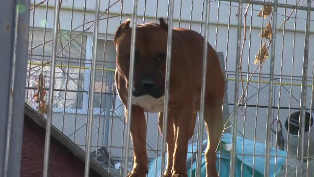 O bunica din Capitala, mutilata de un caine din rasa Amstaff. Ce s-a intamplat in cateva momente de la atac