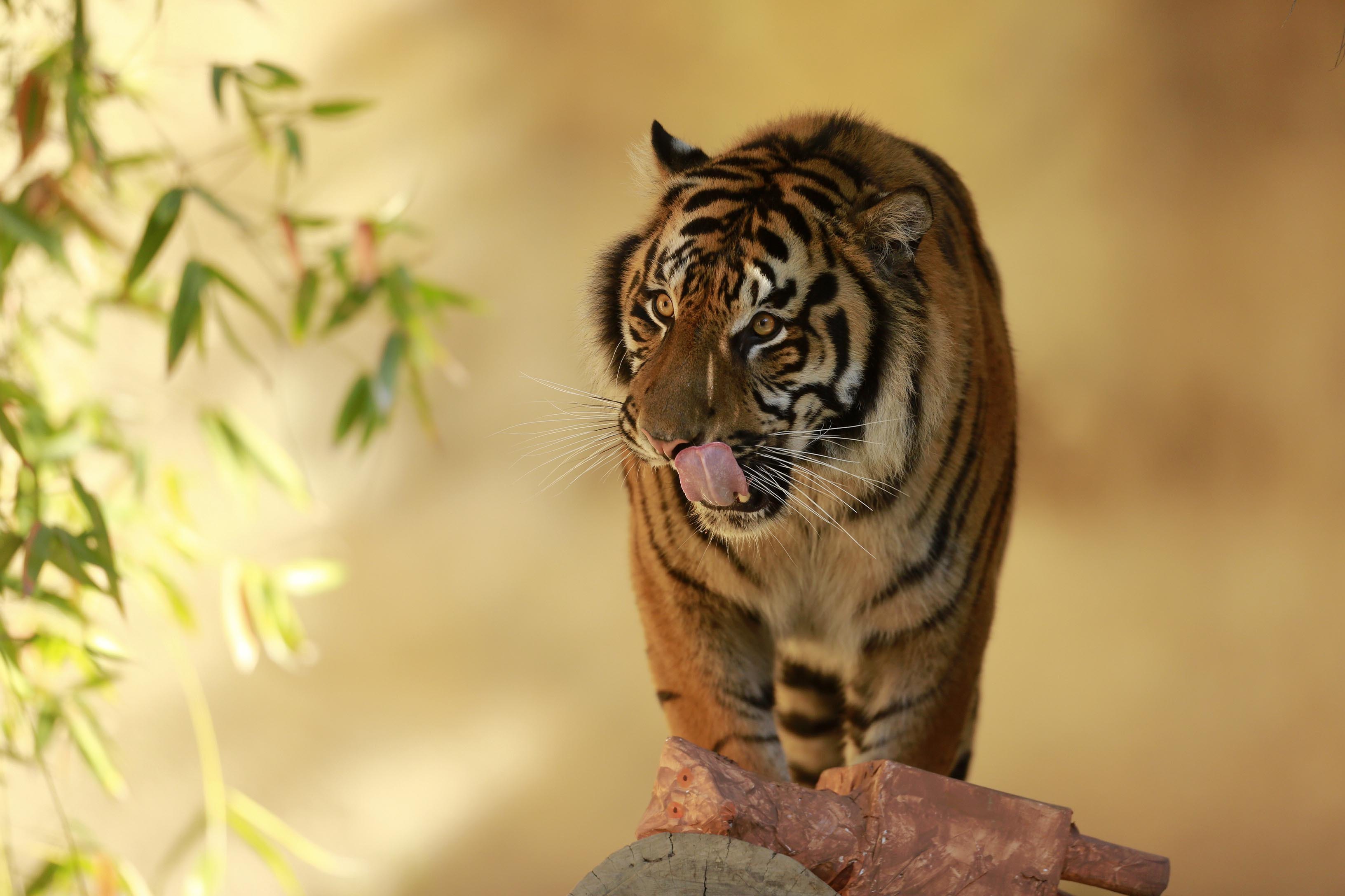 Panica intr-un oras din Olanda, unde doi tigri au scapat dintr-un adapost pentru feline. Anuntul facut de Politie pe Twitter