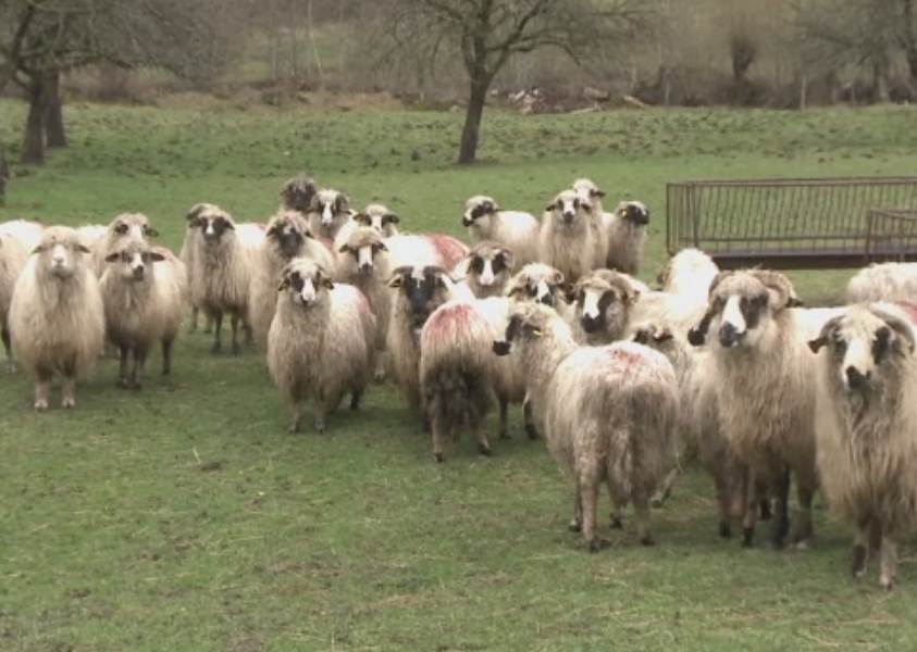 Un urs flamand terorizeaza un sat intreg. In ultimele patru zile a ucis 18 oi din gospodariile oamenilor