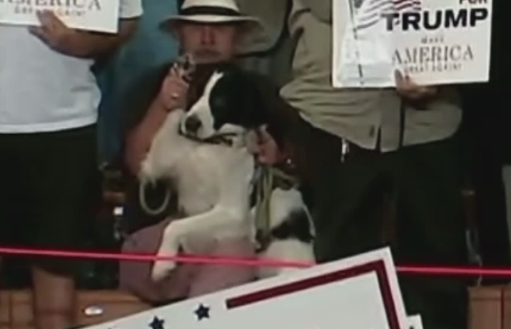 In America si cainii ar vota cu Trump. Ce i-a facut un american cainelui sau, in cadrul unui eveniment electoral