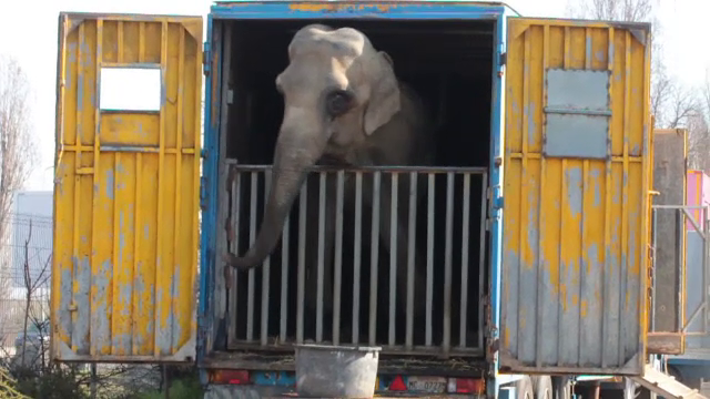 Elefant inchis in tarc de 10m patrati si hipopotam fara bazin. Chinurile la care ar fi supuse animalele unui circ ambulant