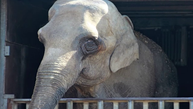 elefant