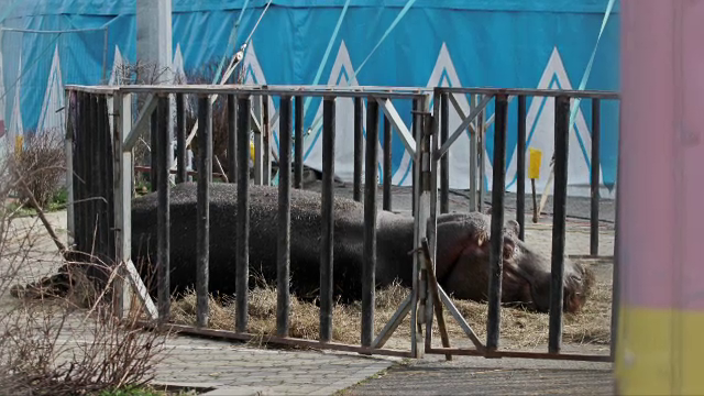 animale circ
