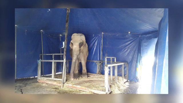 elefant