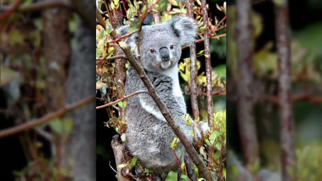 Caz complicat la Gradina Zoologica din Los Angeles. Dupa ce a ucis un raton, o puma este suspectata ca a facut inca o victima