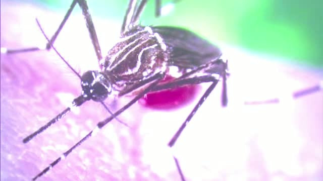 Al doilea caz de Zika in Romania. Tara din care a contractat boala un baietel de 10 ani si ce simptome avea